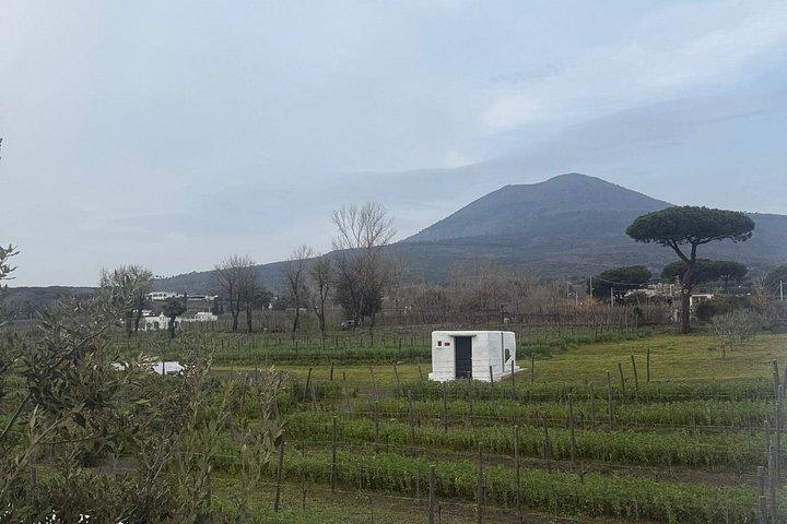 ポジターノ発ポンペイ遺跡発掘ツアーとワインテイスティング、ランチ付き
