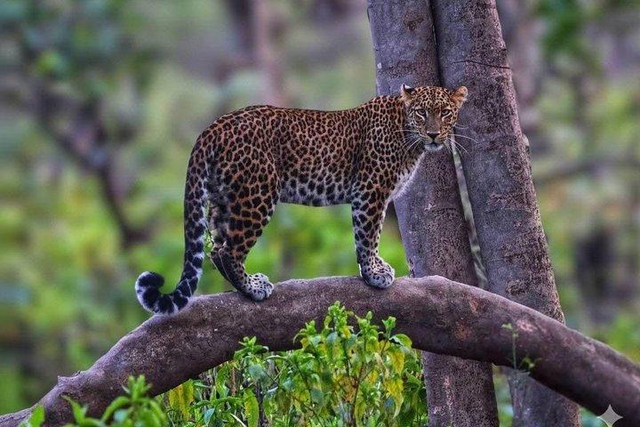 Safari en jeep ouvert de Chillawali (Mohand) – Réserve de tigres Rajaji