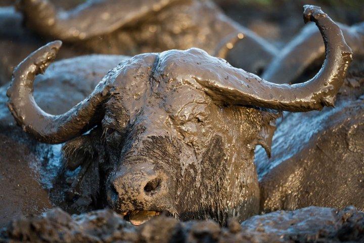 3 Tage Murchison Falls Private 4WD Expedition