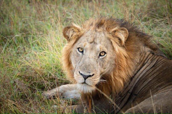3 Tage Murchison Falls Private 4WD Expedition