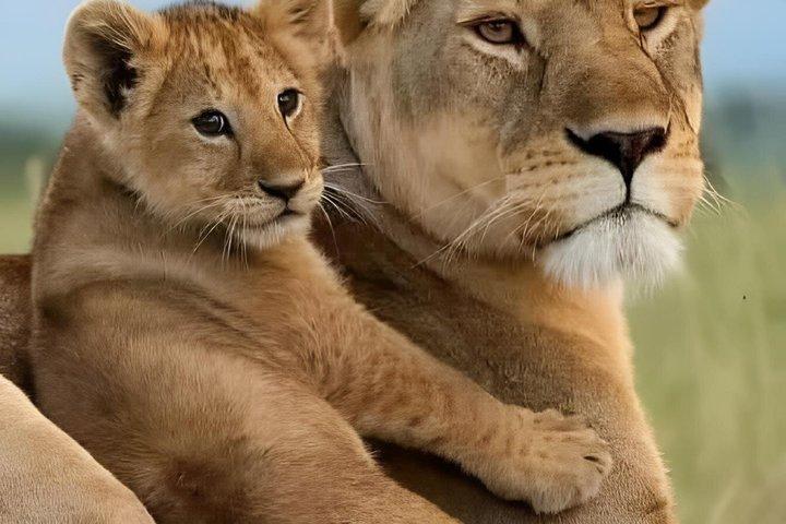 3 Tage Murchison Falls Private 4WD Expedition