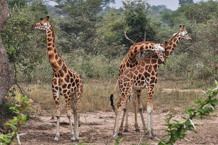 3 Dias Murchison Falls Expedição Privada 4WD