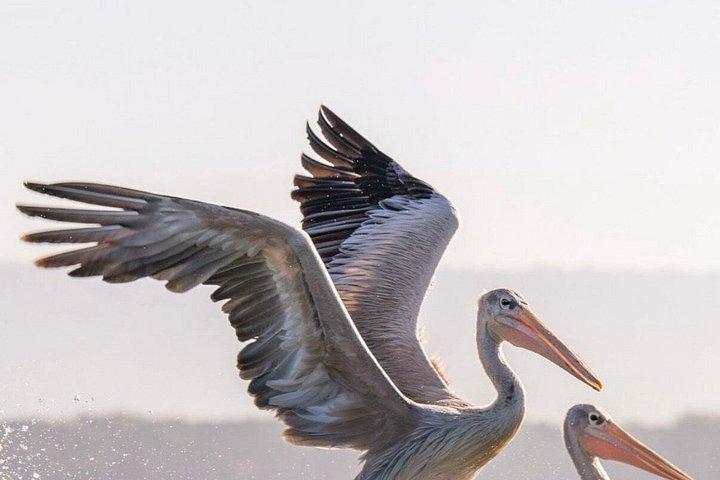 ナイロビ発：3泊4日マサイマラ湖ナクルサファリ
