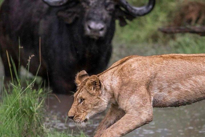 ナイロビ発：3泊4日マサイマラ湖ナクルサファリ