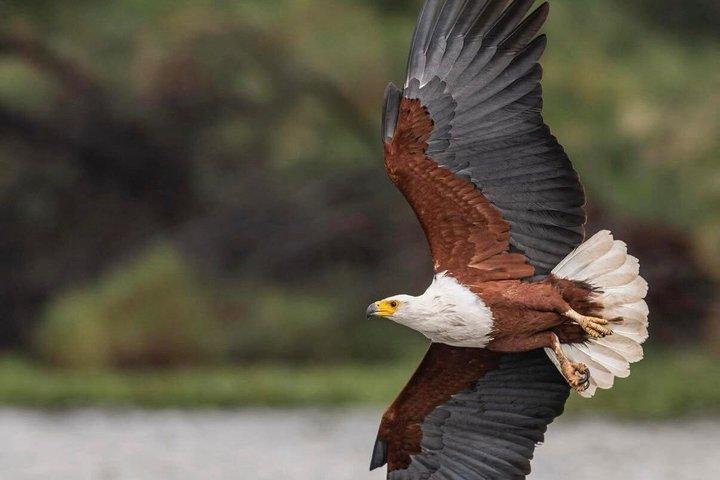 ナイロビ発：3泊4日マサイマラ湖ナクルサファリ