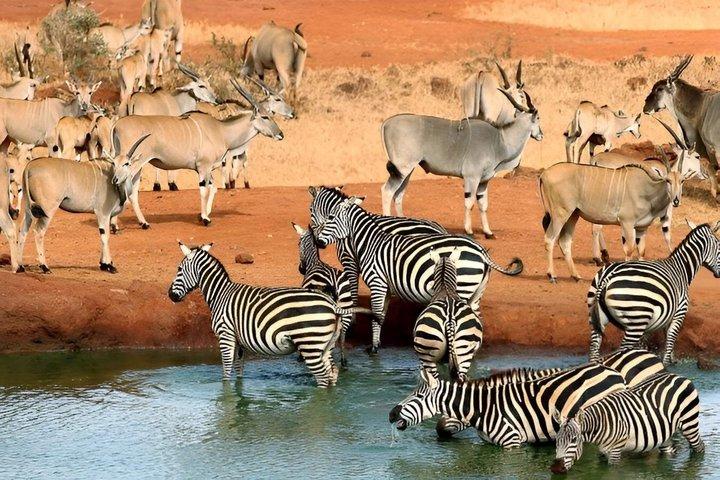 3 dagar Man Eaters Camp Madaraka Express Paket