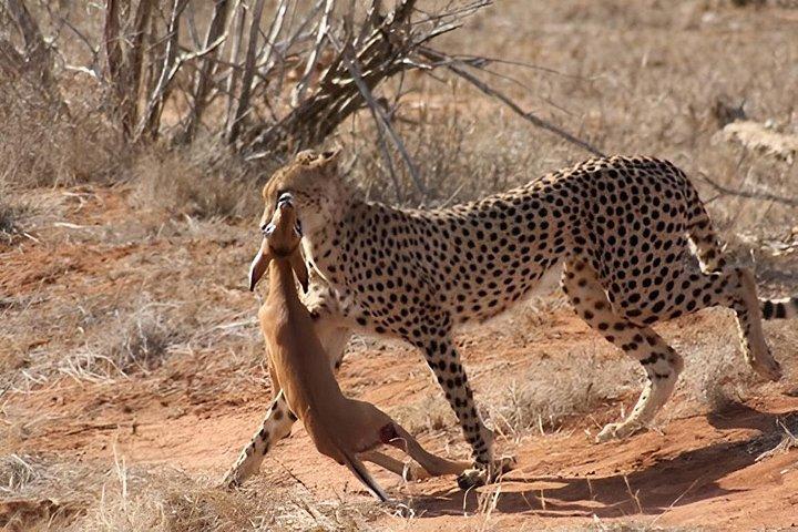 3 days Man Eaters Camp Madaraka Express Package