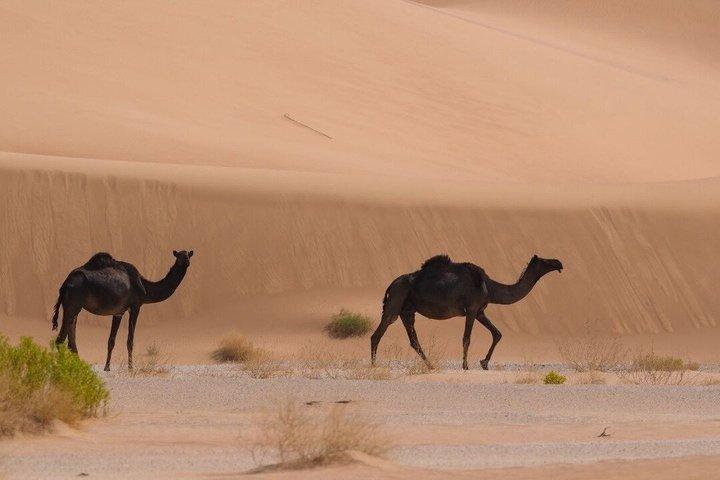 Rub Al Khali Desert Safari from Salalah
