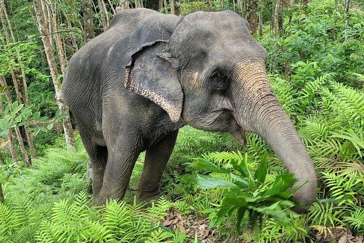 Phuket Elephant Premium Insight and Canopy Walk
