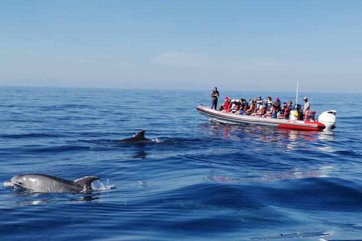 Osservazione dei delfini da Albufeira