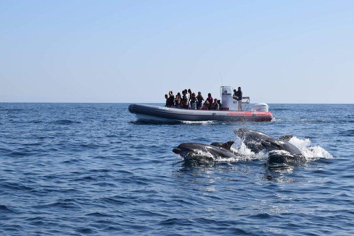 Osservazione dei delfini da Albufeira