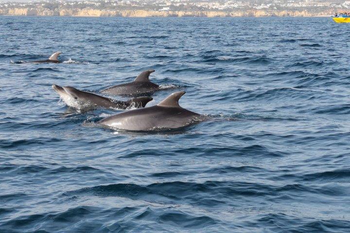 Osservazione dei delfini da Albufeira