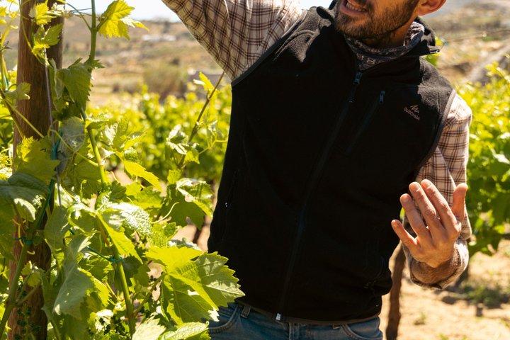 Naxos Wine Tasting & Artisan Cheese Experience - Small Group