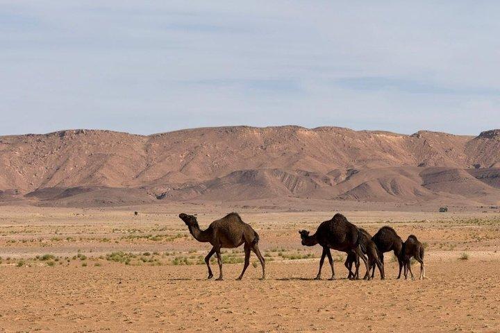 Anmeldelser af Merzouga 4X4 Adventure: Nomad Family & Gnawa
