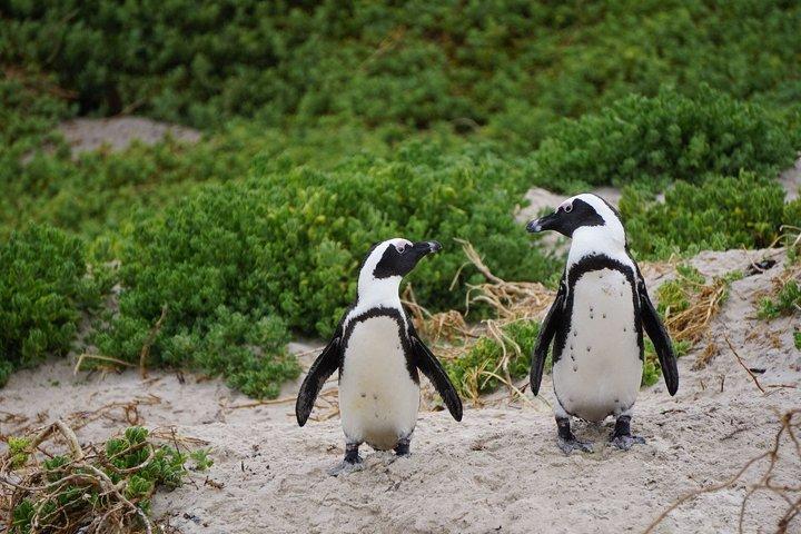 Ilha Robben Privada de Dia Inteiro, Pinguins e Cabo da Boa Esperança