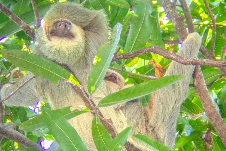マヌエル・アントニオ国立公園ガイドツアー