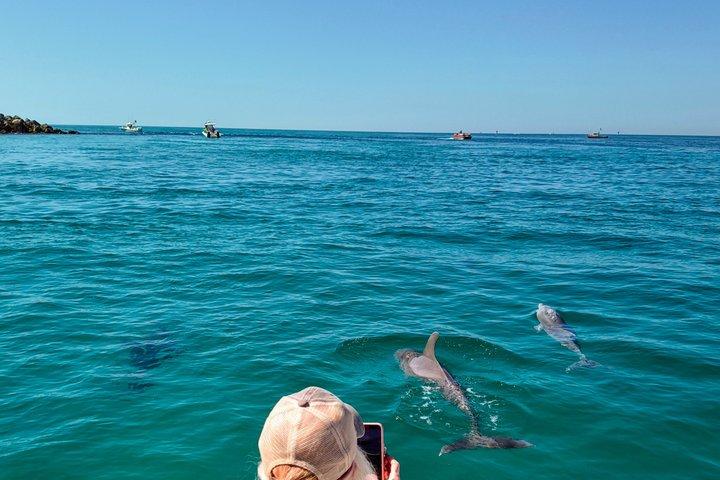2 - Hour privat delfin båttur till Shell Island