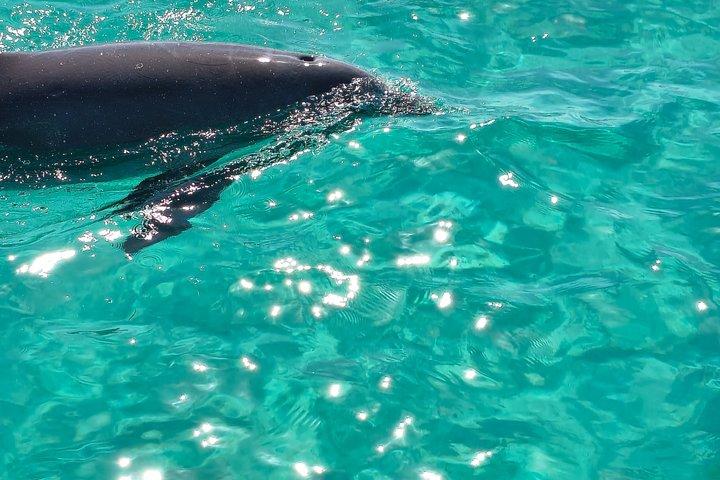 2 Stunden (gemeinsam) Delfintour Abenteuer nach Shell Island