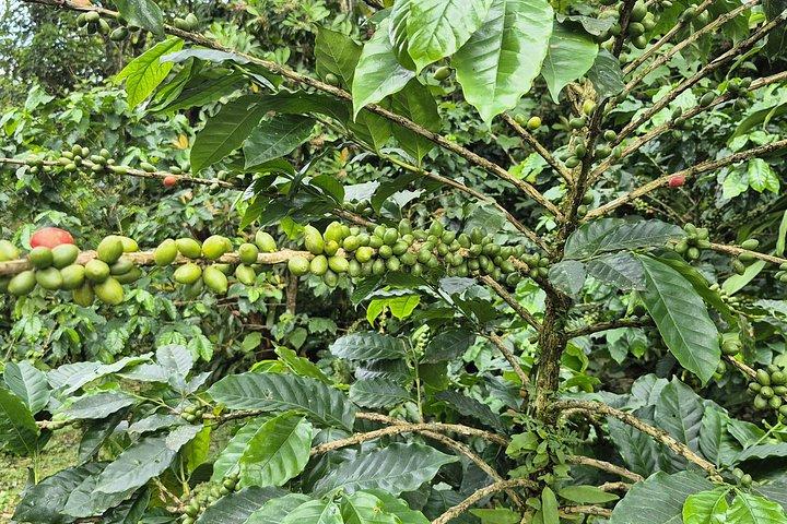 Bijagua Rain Forest Sloth Observation and Coffee Tour