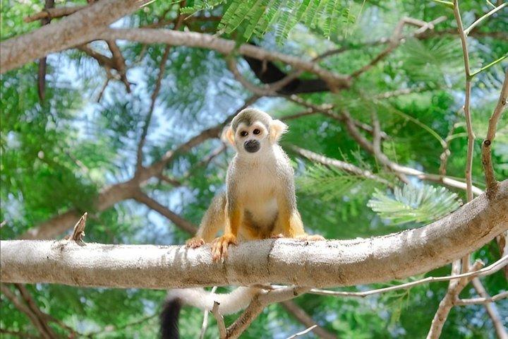 Punta Cana Ridtur till Monkeyland och Macao Beach