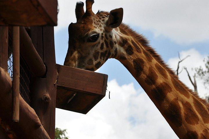 ナイロビパークサファリ、象の孤児院、キリンセンターツアー。