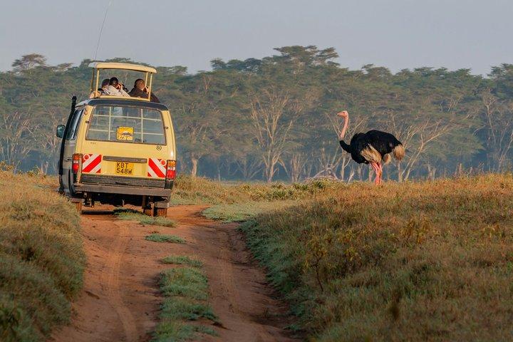 ナイロビパークサファリ、象の孤児院、キリンセンターツアー。