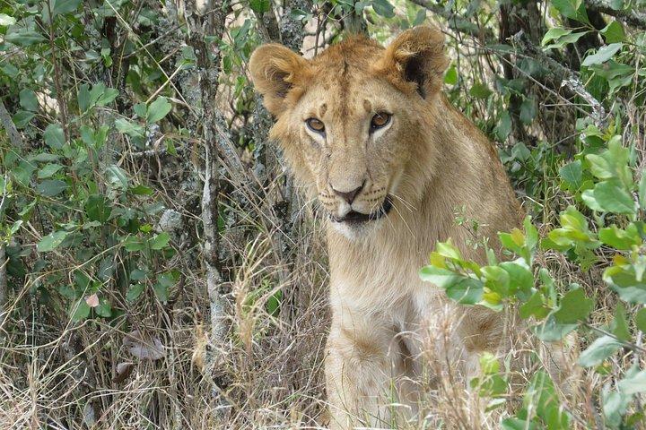 ナイロビパークサファリ、象の孤児院、キリンセンターツアー。