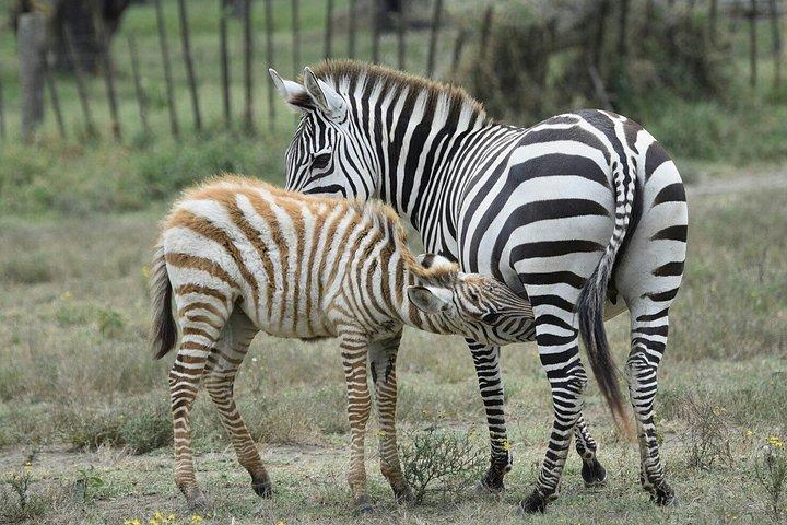 ナイロビパークサファリ、象の孤児院、キリンセンターツアー。