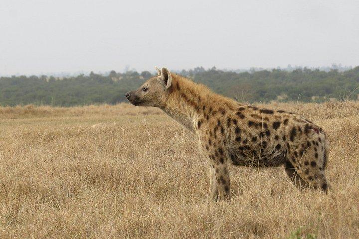 ナイロビパークサファリ、象の孤児院、キリンセンターツアー。