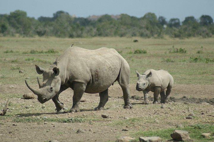 ナイロビパークサファリ、象の孤児院、キリンセンターツアー。