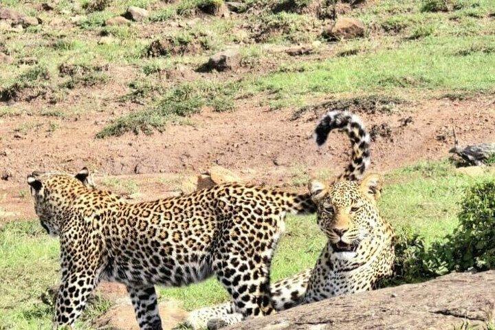 ナイロビパークサファリ、象の孤児院、キリンセンターツアー。
