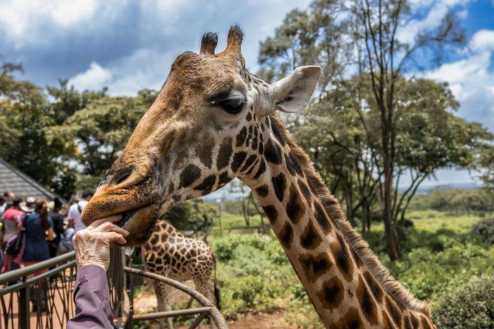 ナイロビパークサファリ、象の孤児院、キリンセンターツアー。