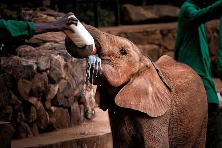 ナイロビパークサファリ、象の孤児院、キリンセンターツアー。
