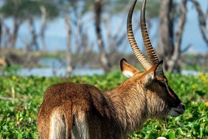 ナイバシャ湖のボート乗り付きロンゴノット山ハイキング