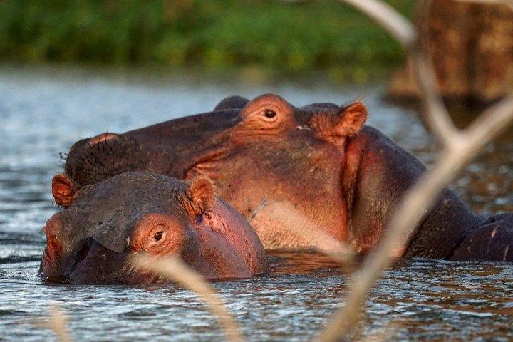 ナイバシャ湖のボート乗り付きロンゴノット山ハイキング