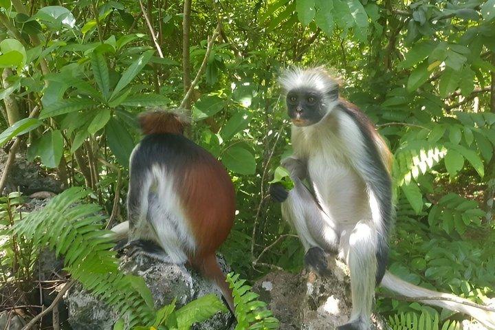 Zanzibar Jozani Forest Unguja Ukuu Cultural Tour