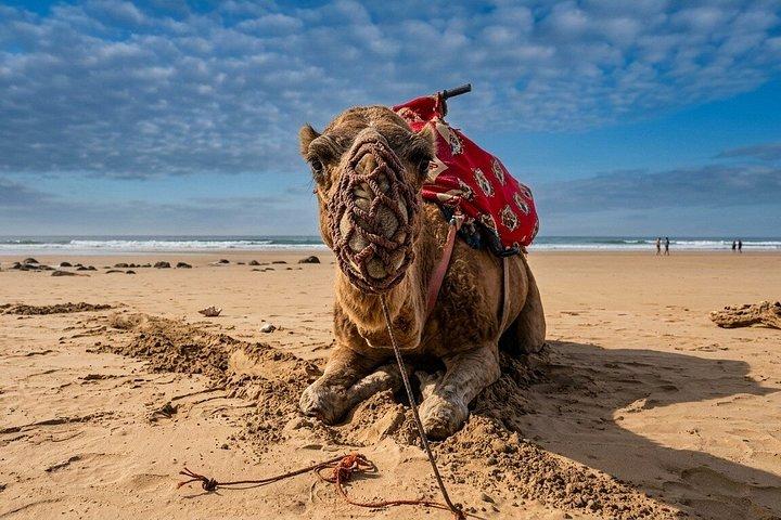 Agadir Day Trip from Marrakech: Atlantic Views & Local Sights
