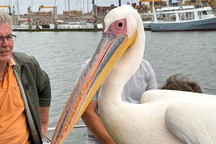 Delfin- und Robbenkatamaranfahrt