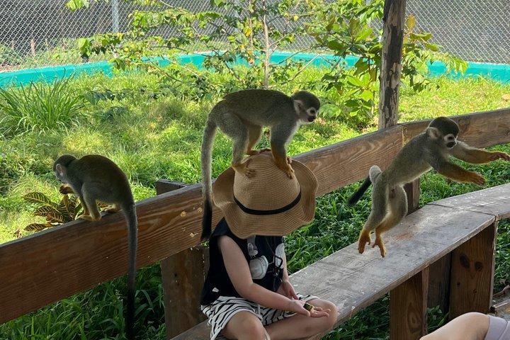monkey paradise experience & 7 waterfalls damajagua