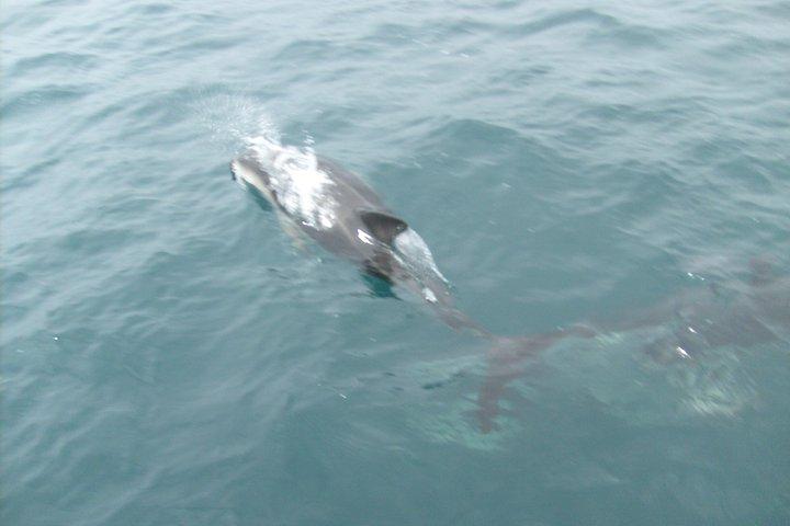 Delfin- und Robbenkatamaranfahrt