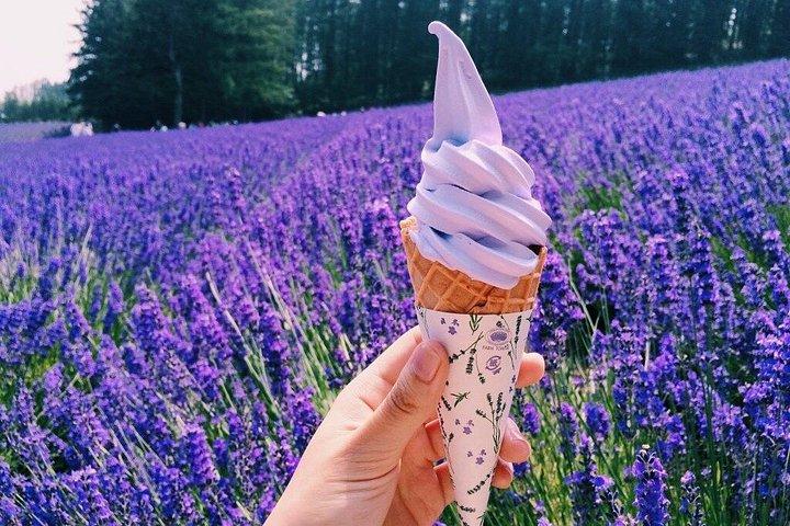 北海道：美瑛青い池と富良野フラワーファームへの日帰り旅行