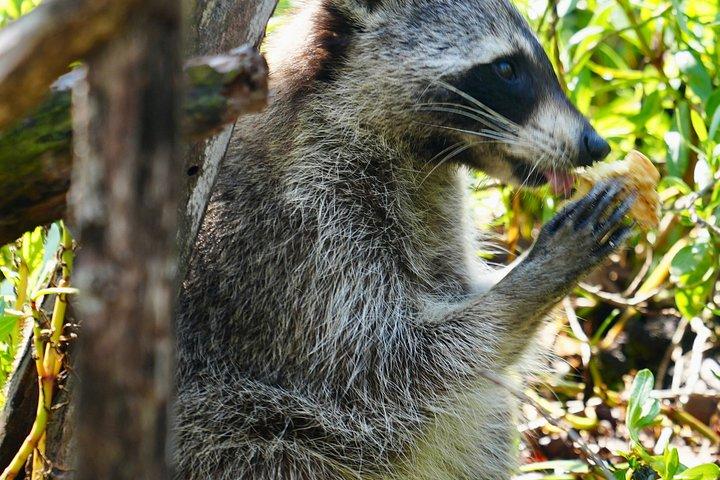 アライグマ島マイアミボートツアー（ワイルドライフ＆スイミング付き）