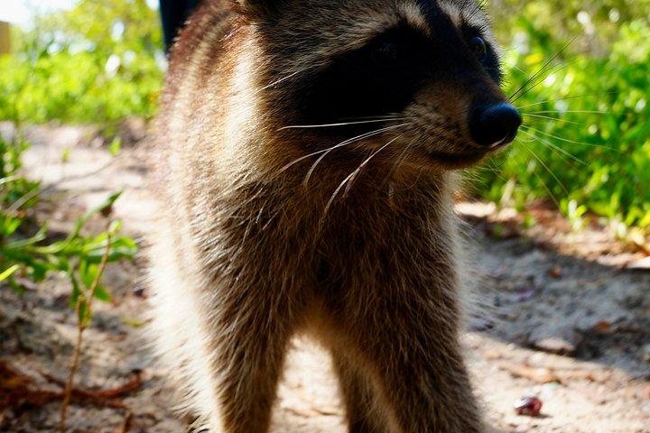 アライグマ島マイアミボートツアー（ワイルドライフ＆スイミング付き）