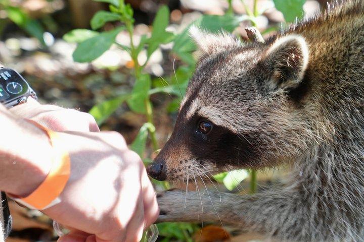 Excursão de barco em Miami com animais selvagens e natação