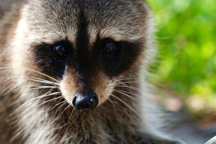 アライグマ島マイアミボートツアー（ワイルドライフ＆スイミング付き）
