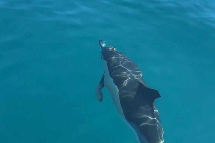 Catamarano Benalmádena: Delfini, tapas e nuotata in mare (2 ore e 30 minuti)