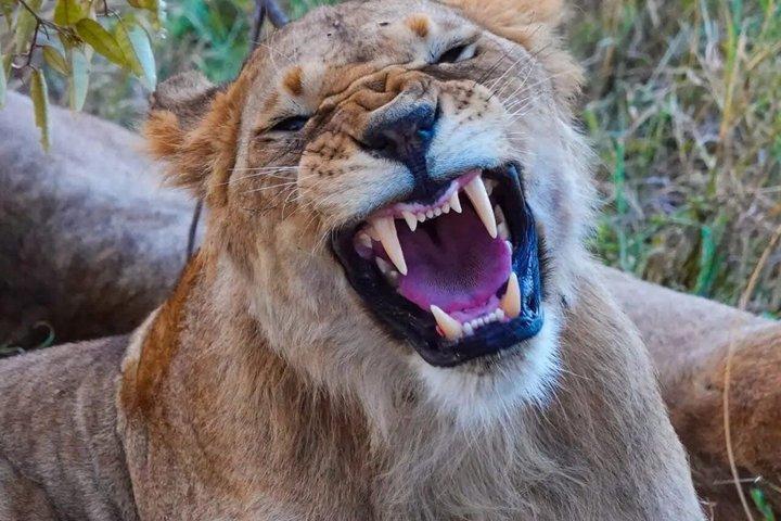 12 - dage Uganda Multi-dages privat safari tur