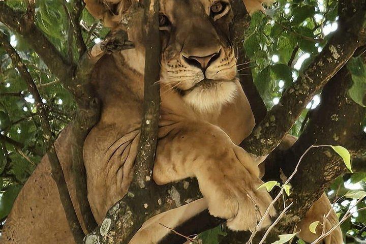 12 - dage Uganda Multi-dages privat safari tur