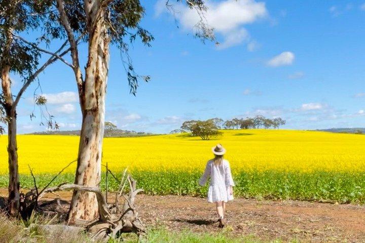 Wildflowers, Canola Fields och Historic New Norcia Day Tour