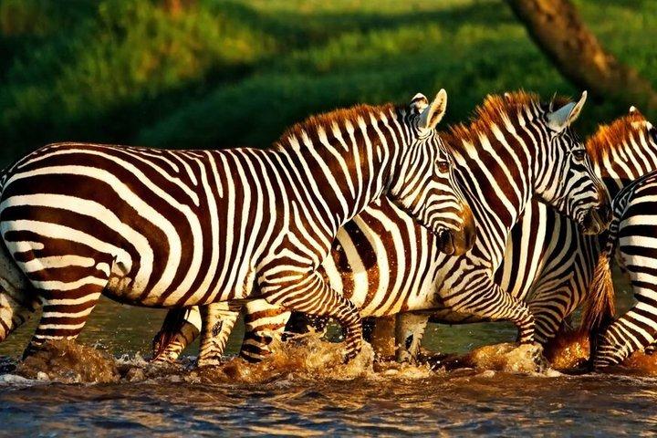 9 - Jours Kenya Wildlife Budget Safari